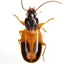 Badister elegans - photo 5