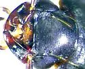 Badister ferrugineus - photo 4