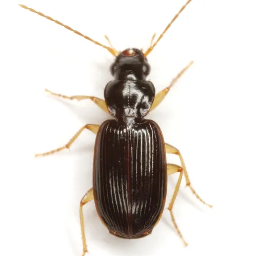 Badister flavipes - Badister flavipes