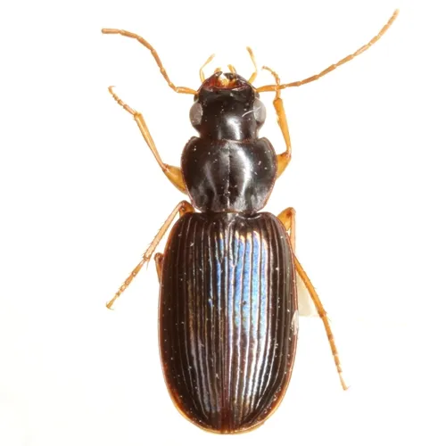Badister flavipes - photo 2