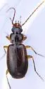 Badister grandiceps