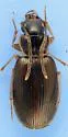 Badister grandiceps - photo 2
