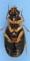Badister grandiceps - photo 3