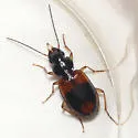 Badister maculatus