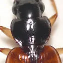 Badister maculatus - photo 2
