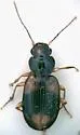 Badister maculatus - photo 4