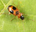 Badister neopulchellus
