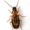 Badister neopulchellus - photo 2
