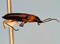 Badister neopulchellus - photo 3