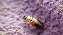 Badister neopulchellus - photo 4