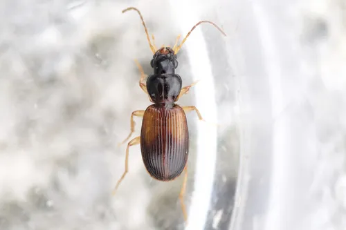 Badister notatus - Badister notatus