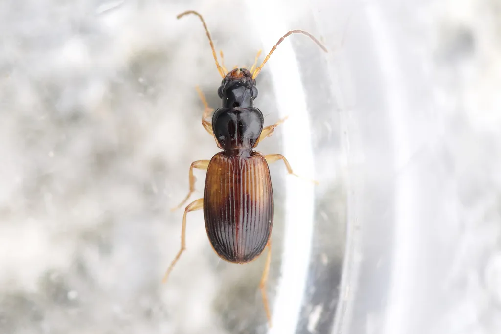 Badister notatus - photo 2