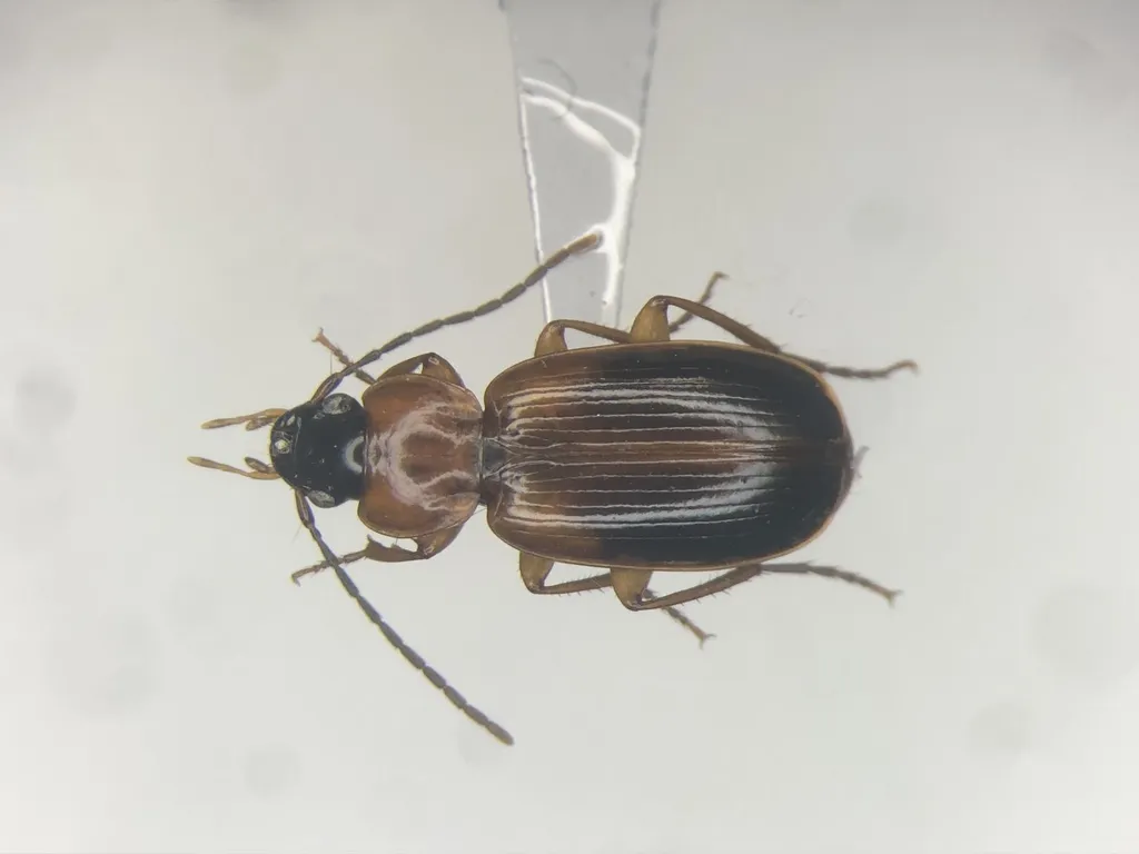 Badister obtusus - photo 2