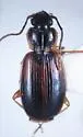 Badister parviceps