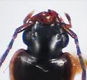 Badister parviceps - photo 2