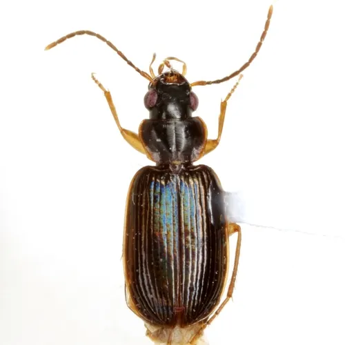 Badister reflexus - photo 2