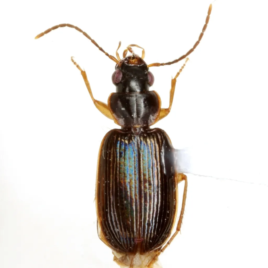 Badister reflexus - photo 3