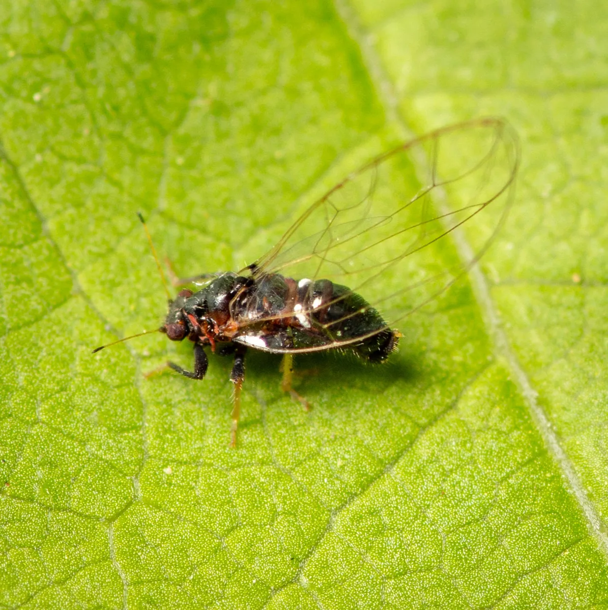 Persimmon Psyllid