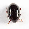 Baeocera falsata