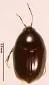 Baeocera pallida