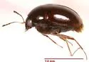 Baeocera pallida - photo 2