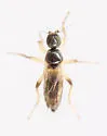 Baeodromia pleuritica