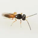 Baeoneurella bicolor
