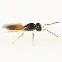 Baeoneurella bicolor - photo 2