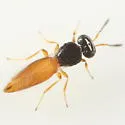 Baeoneurella bicolor - photo 3