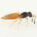 Baeoneurella bicolor - photo 4