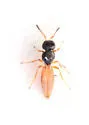 Baeoneurella bicolor - photo 5