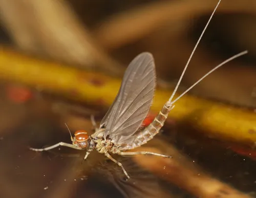 Small Minnow Mayflies - Baetidae