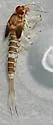 Baetis alius