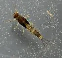 Baetis alius - photo 2