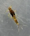 Baetis alius - photo 3