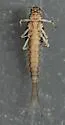 Baetis alius - photo 4