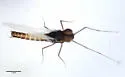 Baetis bicaudatus
