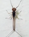 Baetis bicaudatus - photo 2
