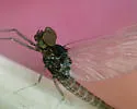 Baetis bicaudatus - photo 5