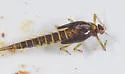 Baetis brunneicolor