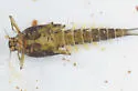 Baetis brunneicolor - photo 2