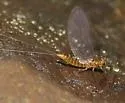 Baetis brunneicolor - photo 3