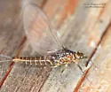 Baetis brunneicolor - photo 4