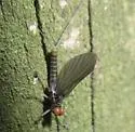 Baetis brunneicolor - photo 5