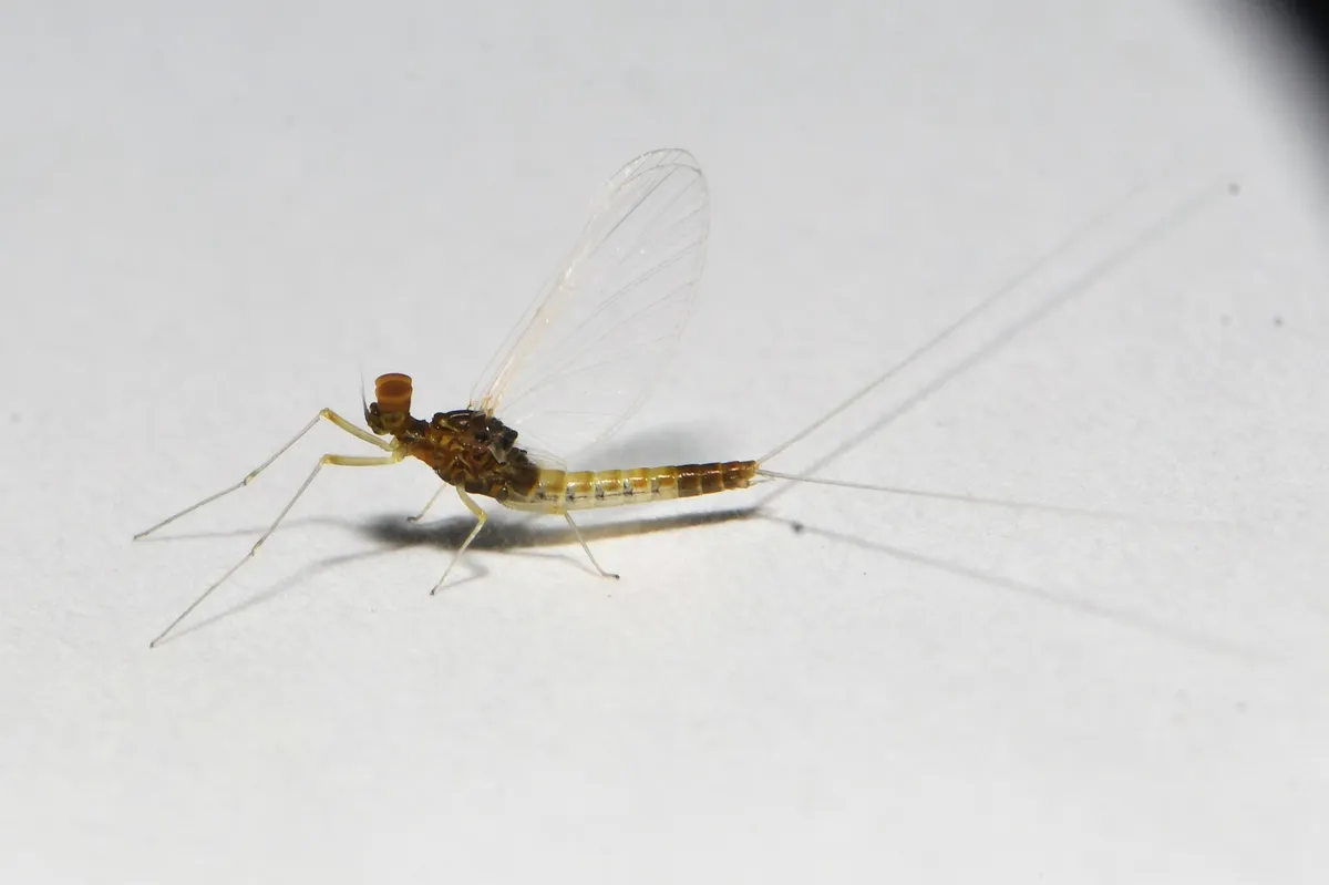 Baetis flavistriga