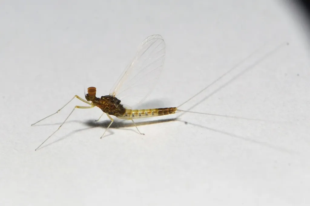 Baetis flavistriga - photo 3