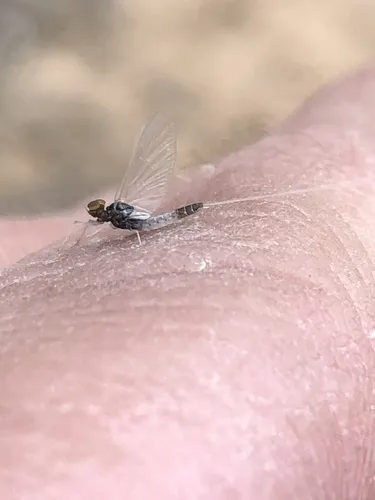 Baetis intercalaris