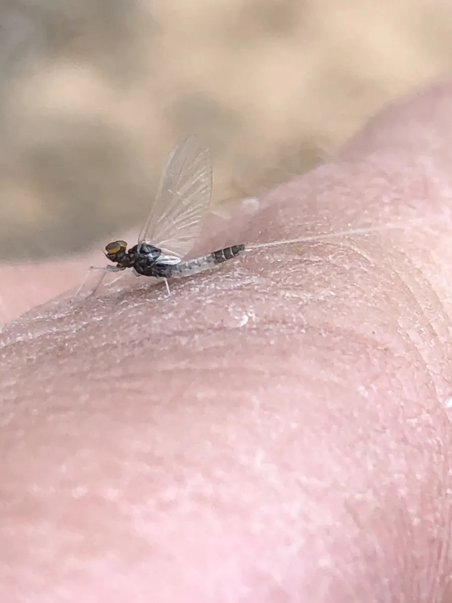 Baetis intercalaris - photo 2