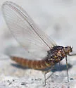 Baetis piscatoris