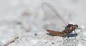 Baetis piscatoris - photo 2